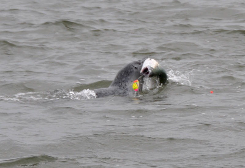10-03-11 seal steals coho.jpg
